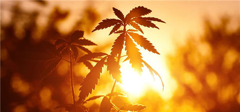 Schumer: The U.S. Senate Will Soon Act on Cannabis Legalization